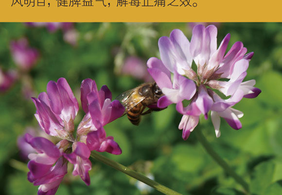 �f(w��n)��������Ӣ����