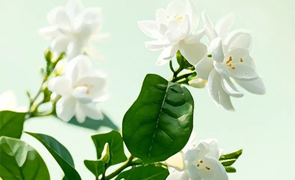 �V��Ľ�pʳƷ�Ƽ����޹�˾--�a(ch��n)Ʒ����(c��)2_05